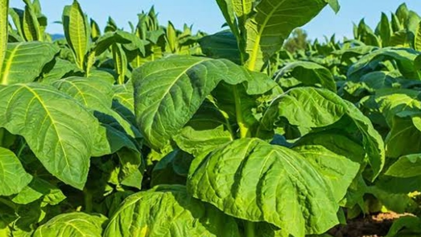 Tobacco
